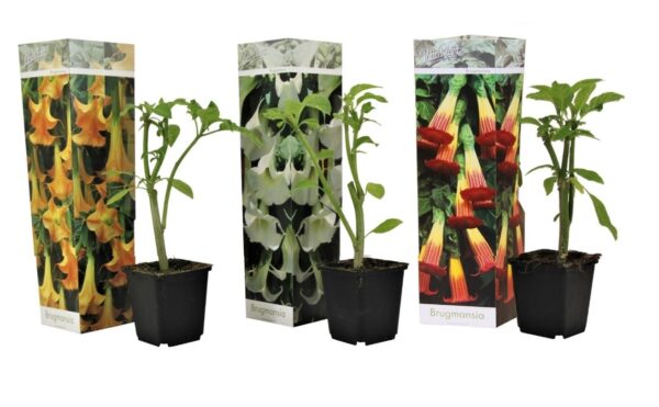 Engelentrompet - Set van 3 - Brugmansia - Hoogte 25-40cm -⌀9cm