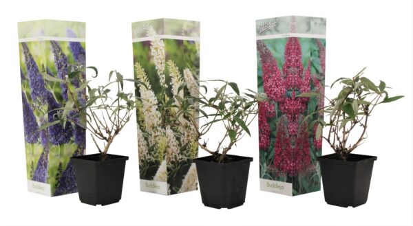 Vlinderstruik - Set van 3 - Buddleja davidii - Hoogte 25-40cm -⌀9cm