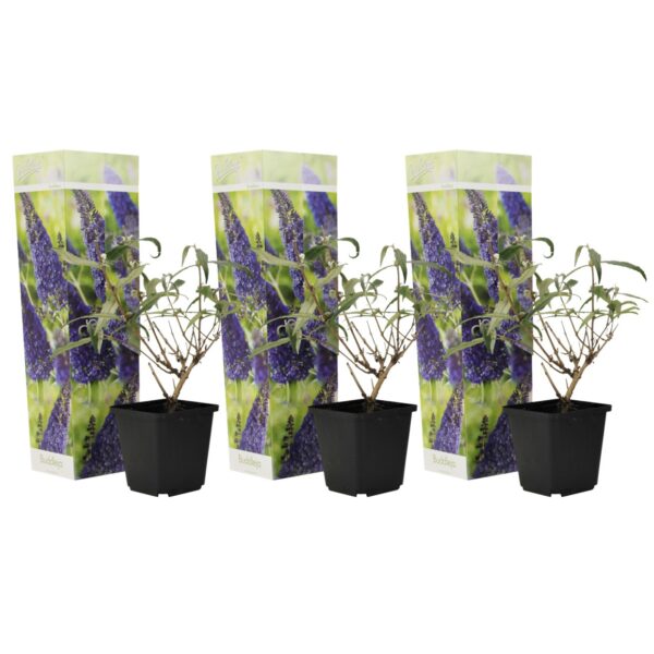 Vlinderstruik - Set van 3 - Buddleja'Nanho Blue'- Hoogte 25-40cm -⌀9cm