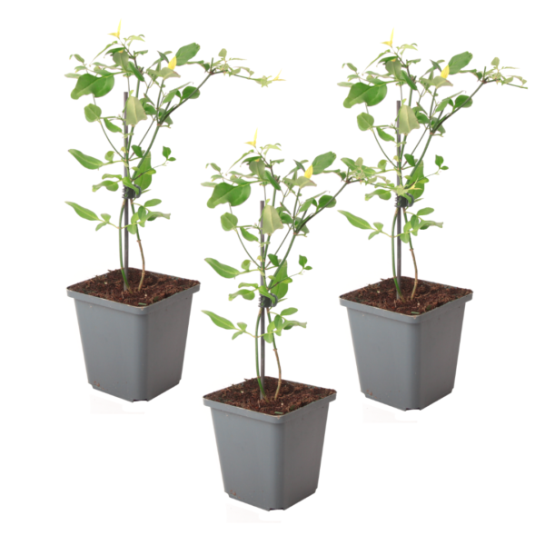 Jasmijn - Set van 3 - Jasminum'Summer Scent'- Hoogte 25-40cm -⌀9cm