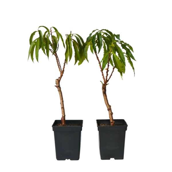 Dwergperzik - Set van 2 - Prunus'Bonanza'- Hoogte 60-70cm -⌀15cm