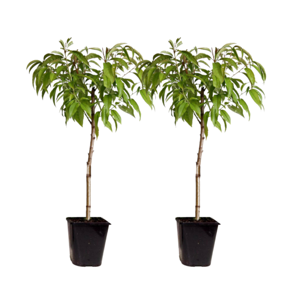 Dwergperzik - Set van 2 - Prunus Bonanza, Saturne - Hoogte 60-70cm -⌀15cm