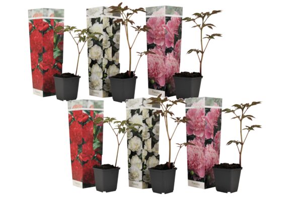 Pioenroos - Set van 6 - Paeonia officinalis - Hoogte 0-40cm -⌀9cm