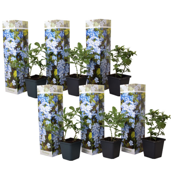 Mannentrouw - Set van 6 - Plumbago auriculata - Hoogte 25-40cm -⌀9cm