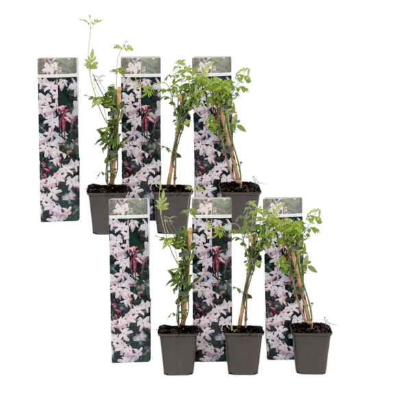 Jasmijn - Set van 6 - Trachelospermum jasminoides - Hoogte 25-40cm -⌀9cm