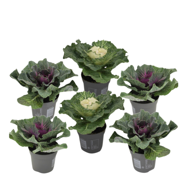 Sierkool - Set van 6 - Brassica oleracea - Hoogte 10-20cm -⌀10,5cm