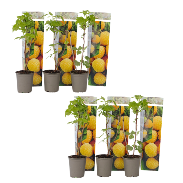 Frambozenplant - Set van 6 - Rubus idaeus'Fallgold'- Hoogte 25-40cm -⌀9cm