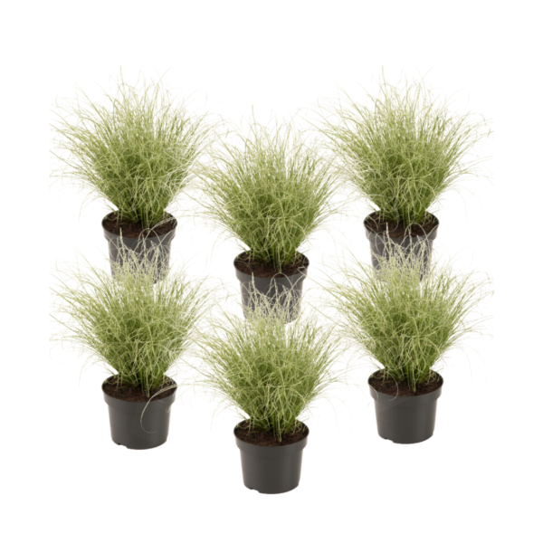 Zegge - Set van 6 - Carex'Amazon Mist'- Hoogte 15-25cm -⌀10,5cm