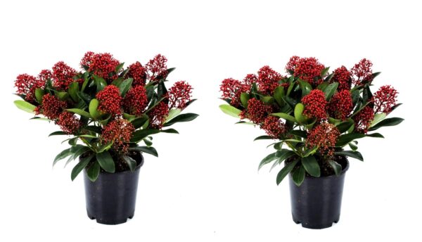 Skimmia - Set van 2 - Skimmia japonica'Rubella'- Hoogte 35-45cm -⌀15cm