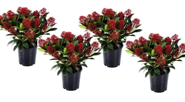 Skimmia - Set van 4 - Skimmia japonica'Rubella'- Hoogte 35-45cm -⌀15cm