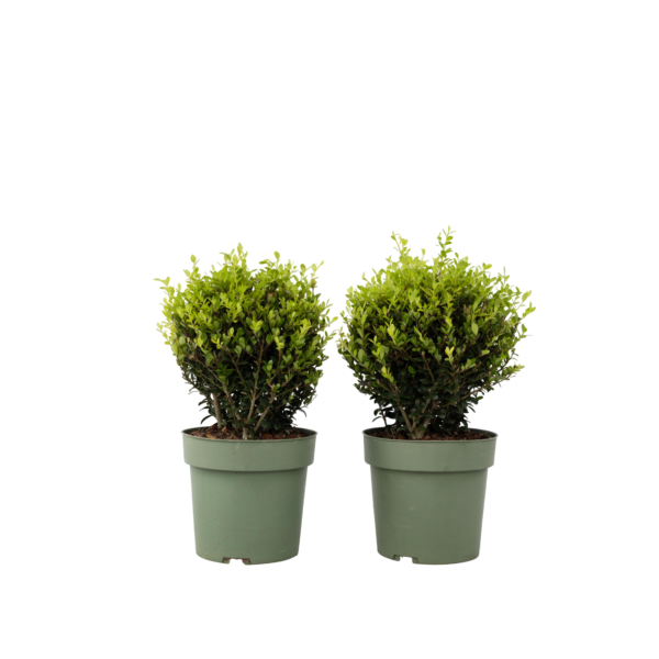 Japanse hulst - Set van 2 - Ilex crenata'Jenny'- Hoogte 30-40cm -⌀17cm