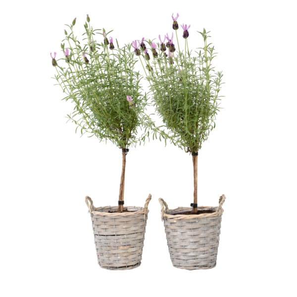 Lavendelboom - Set van 2 - Lavandula stoechas'Anouk'- Hoogte 45-55cm -⌀15cm