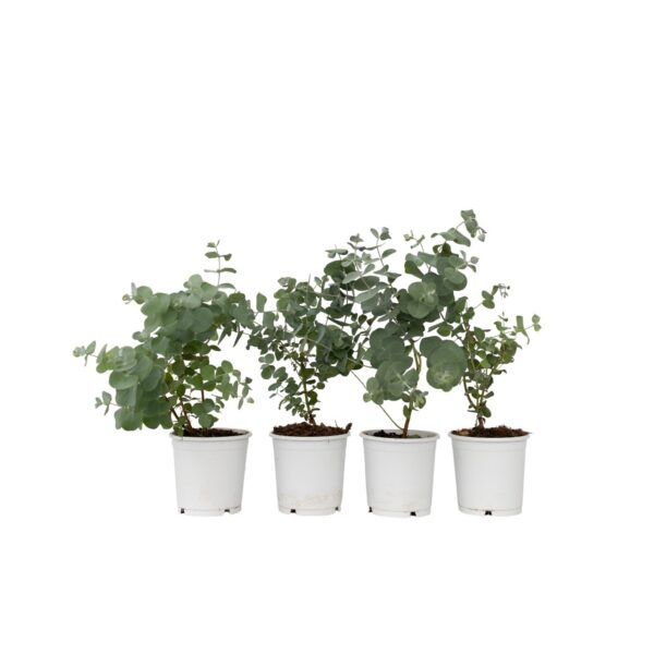 Gomboom - Set van 4 - Eucalyptus'Pulverulenta'- Hoogte 25-40cm -⌀12cm