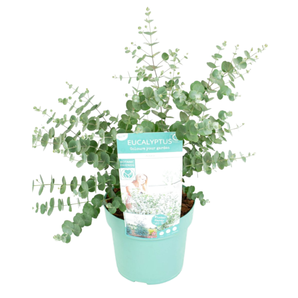 Gomboom - Eucalyptus pulverulenta'Baby Blue'- Hoogte 40-50cm -⌀19cm