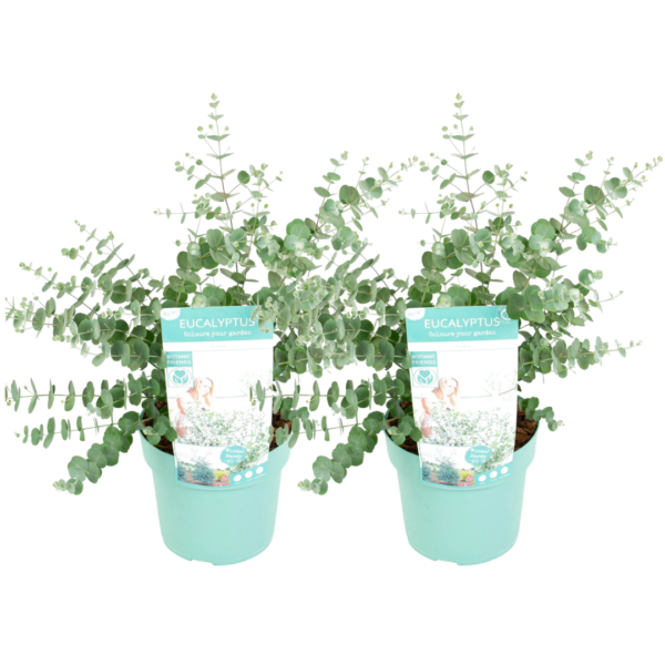 Gomboom - Set van 2 - Eucalyptus'Baby Blue'- Hoogte 40-50cm -⌀19cm