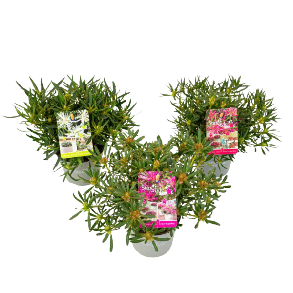 Ster Azalea - Set van 3 - Rhododendron'StarStyle'- Hoogte 25-35cm -⌀10,5cm