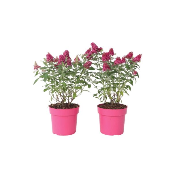 Vlinderstruik - Set van 2 - Buddleja davidii'Candy'- Hoogte 30-40cm -⌀19cm