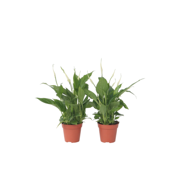 Lepelplant - Set van 6 - Spathiphyllum'Torelli'- Hoogte 30-45cm -⌀12cm