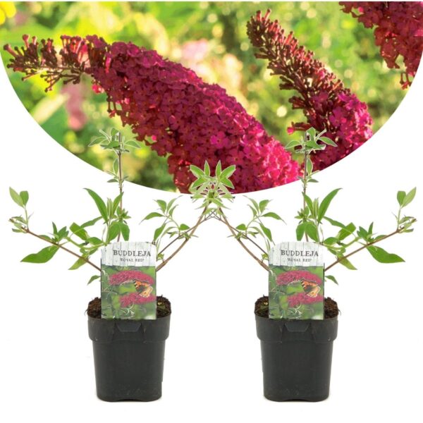 Vlinderstruik - Set van 2 - Buddleja'Royal Red'- Hoogte 30-40cm -⌀17cm