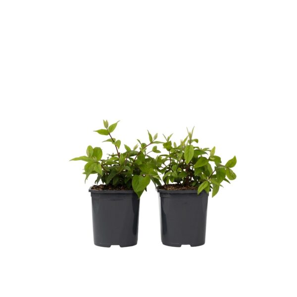 Bruidsbloem - Set van 2 - Deutzia'Strawberry Fields'- Hoogte 25-40cm -⌀17cm