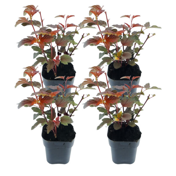 Blaasspirea - Set van 4 - Physocarpus'Lady in Red'- Hoogte 30-40cm -⌀17cm