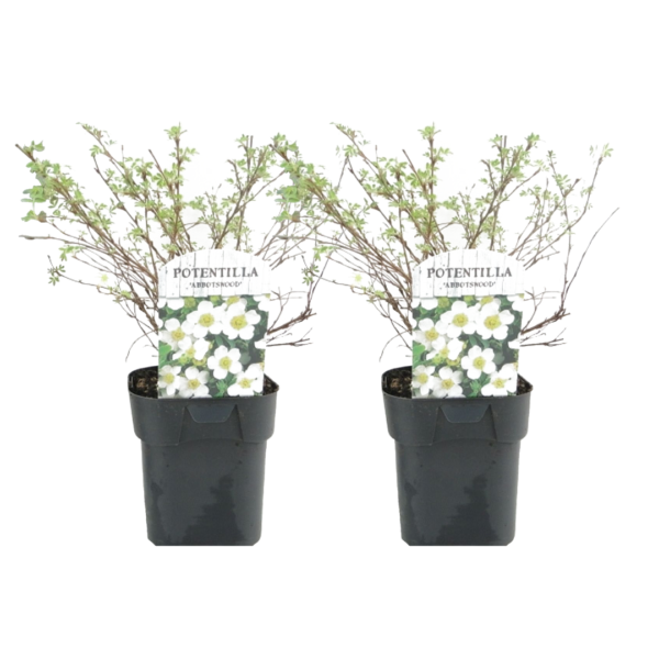 Ganzerik - Set van 2 - Potentilla'Abbotswood'- Hoogte 20-30cm -⌀17cm