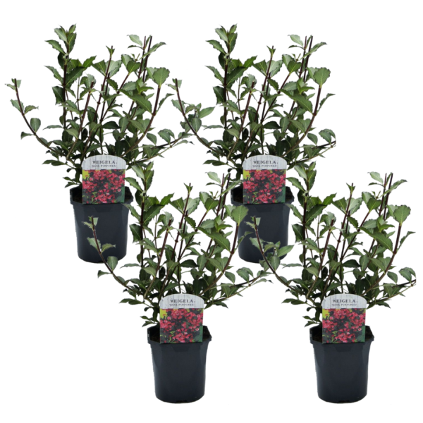 Haagplant - Set van 4 - Weigela florida'Nana Purpurea'- Hoogte 25-40cm -⌀17cm