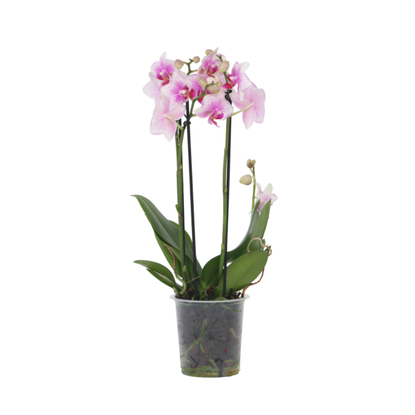 Orchidee roze - Phalaenopsis Multiflora - Hoogte 35-45cm -⌀12cm