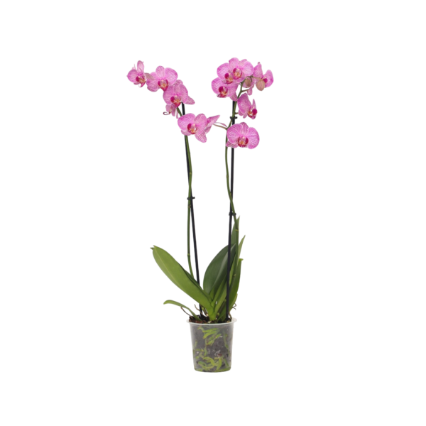 Orchidee - Phalaenopsis - Hoogte 50-60cm -⌀12cm