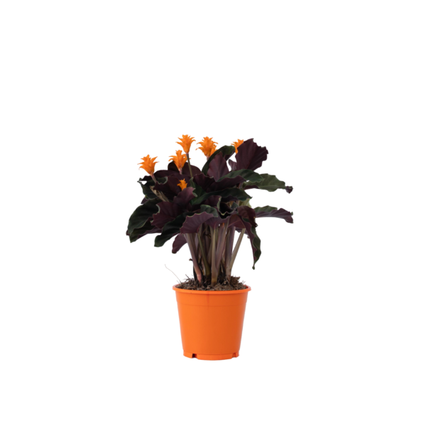 Eeuwige vlam - Calathea crocata'Tassmania'- Hoogte 40-50cm -⌀14cm