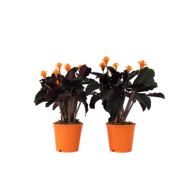 Eeuwige vlam - Set van 2 - Calathea crocata'Tassmania'- Hoogte 40-50cm -⌀14cm