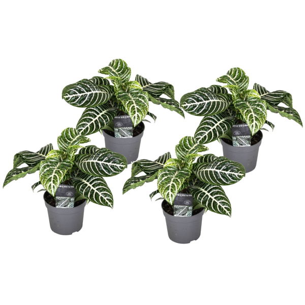 Zebraplant - Set van 4 - Aphelandra squarrosa - Hoogte 25-45cm -⌀13cm