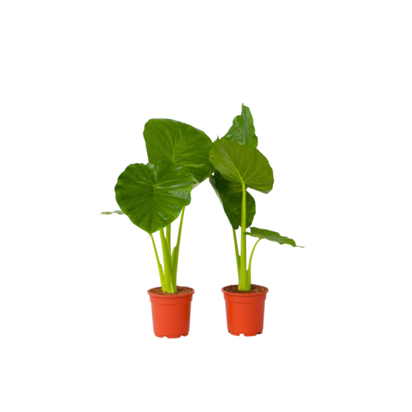 Olifantsoor - Set van 2 - Alocasia'Odora'- Hoogte 55-75cm -⌀17cm