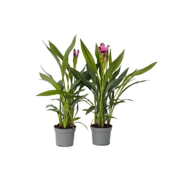 Siamese tulp - Set van 2 - Curcuma'Siam Splash'- Hoogte 50-70cm -⌀13cm