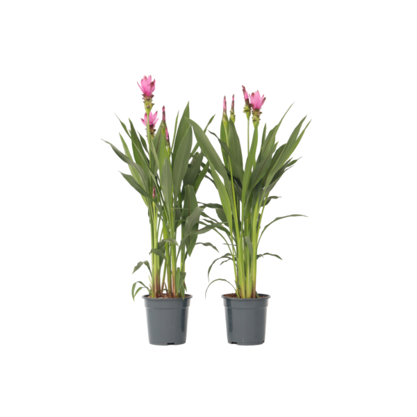 Siamese tulp - Set van 2 - Curcuma'Siam Supreme'- Hoogte 80-100cm -⌀19cm