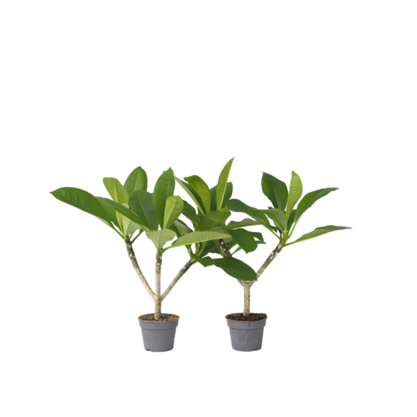 Frangipani Hawaii - Set van 2 - Plumeria rubra'Hawaii'- Hoogte 45-55cm -⌀17cm