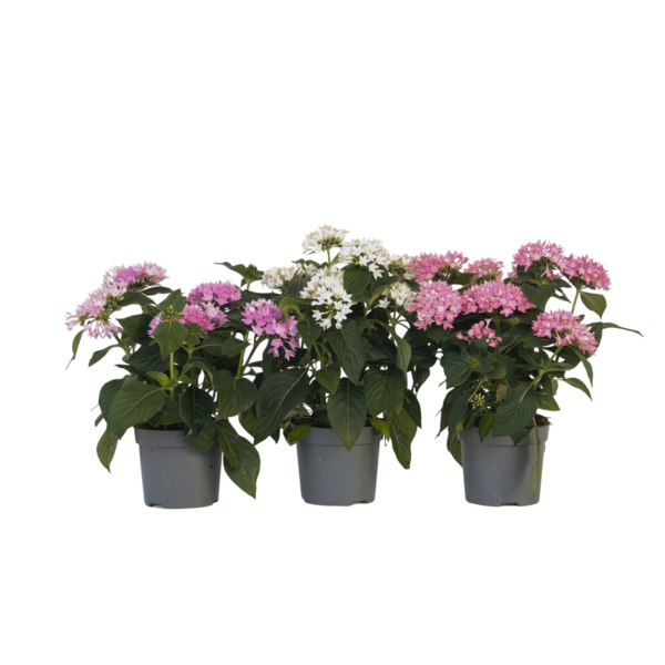 Egyptische sterbloem - Set van 3 - Pentas lanceolata - Hoogte 25-45cm -⌀13cm