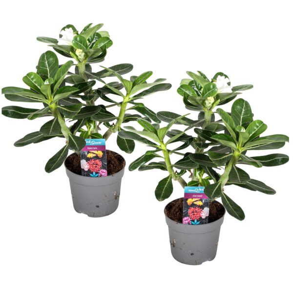 Woestijnroos - Set van 2 - Adenium obesum - Hoogte 30-40cm -⌀13cm