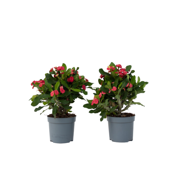 Christusdoorn - Set van 2 - Euphorbia'Milii'- Hoogte 25-35cm -⌀13cm