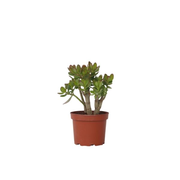 Jadeplant - Crassula ovata'Minor'- Hoogte 30-35cm -⌀17cm