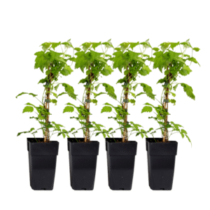 Frambozenplant - Set van 4 - Rubus'Malling Promise'- Hoogte 50-60cm -⌀15cm