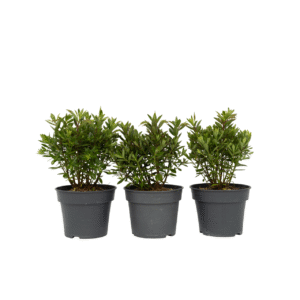 Struikveronica - Set van 3 - Hebe All Blooms'Ranaia'- Hoogte 30-35cm -⌀13cm