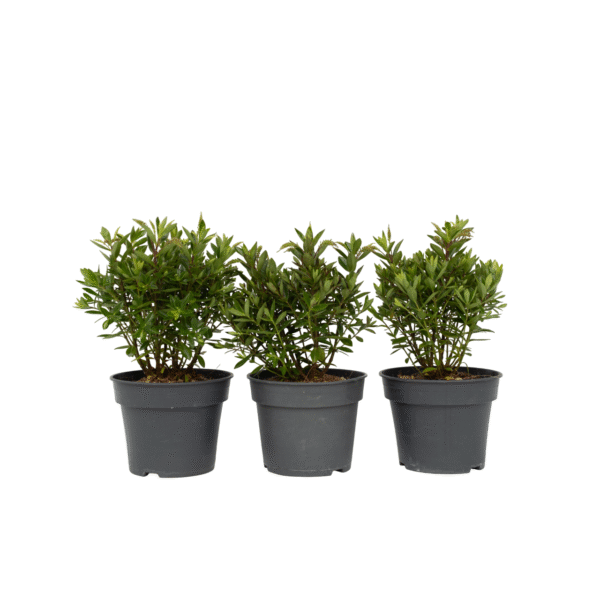 Struikveronica - Set van 3 - Hebe All Blooms'Ranaia'- Hoogte 30-35cm -⌀13cm