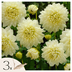 Dahliaknollen - Set van 3 - Dahlia'White Perfection'- Wit