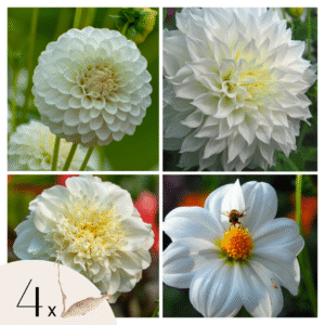 Dahliaknollen - Set van 4 - Dahlia'White Love'- Wit