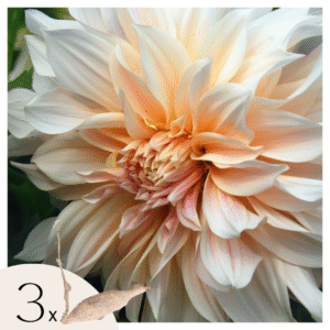 Dahliaknollen - Set van 3 - Dahlia'Cafe au Lait'