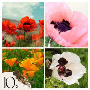 Oosterse klaproos - Set van 10 - Papaver orientale - Wortelstokken