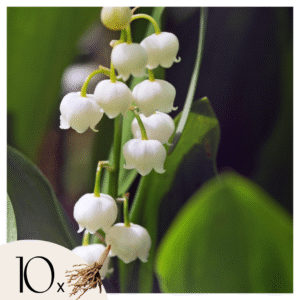 Lelietje-van-dalen - Set van 10 - Convallaria'Majalis'- Bloembollen - Wit