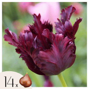 Tulpenbollen - Set van 14 - Tulipa'Black Parrot'- Bloembollen - Paars
