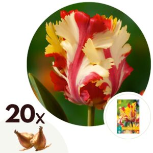 Tulpenbollen - Set van 20 - Tulipa'Flaming Parrot'- Bloembollen - Wit